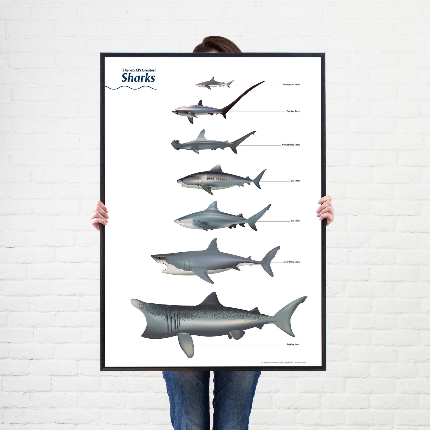 Shark Sea Fish Listed Poster Wall Print