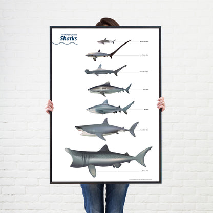 Shark Sea Fish Listed Poster Wall Print