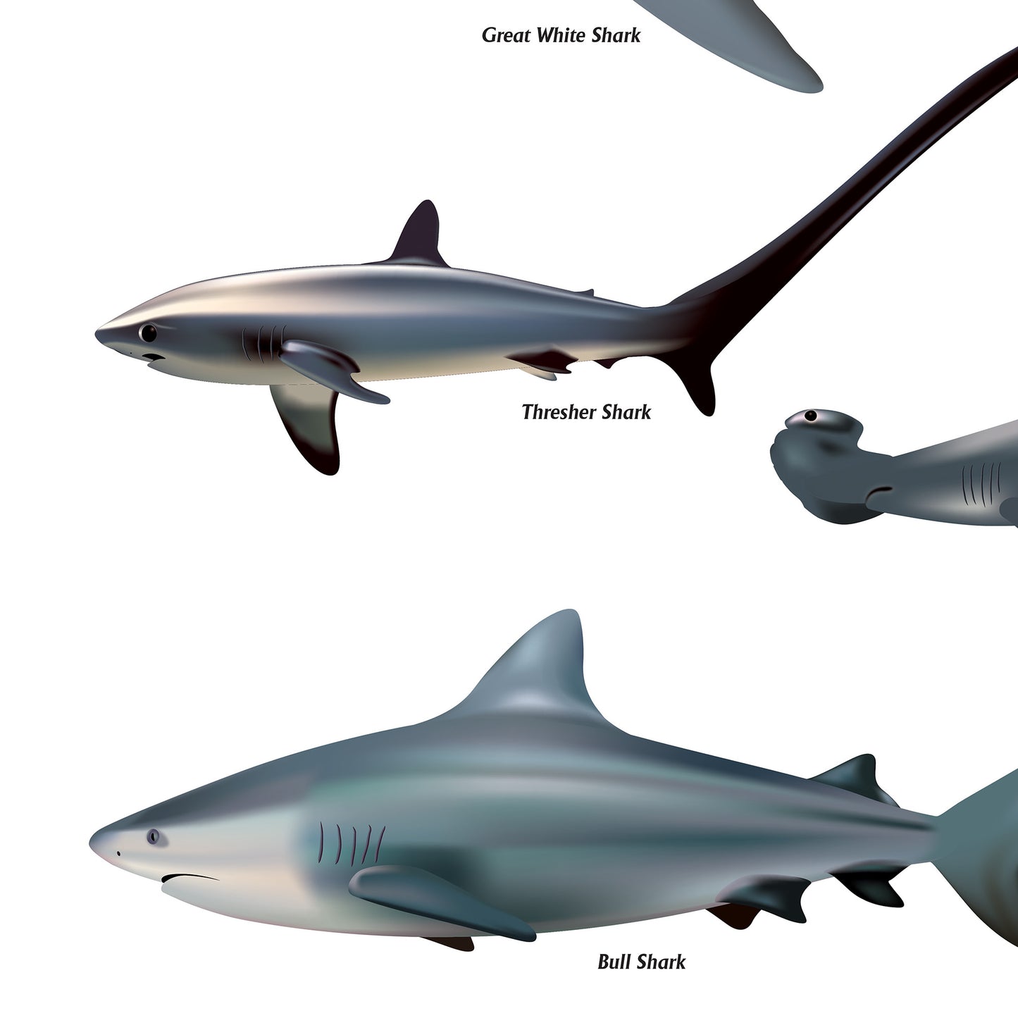 Shark Sea Fish Swimming Poster Wall Print