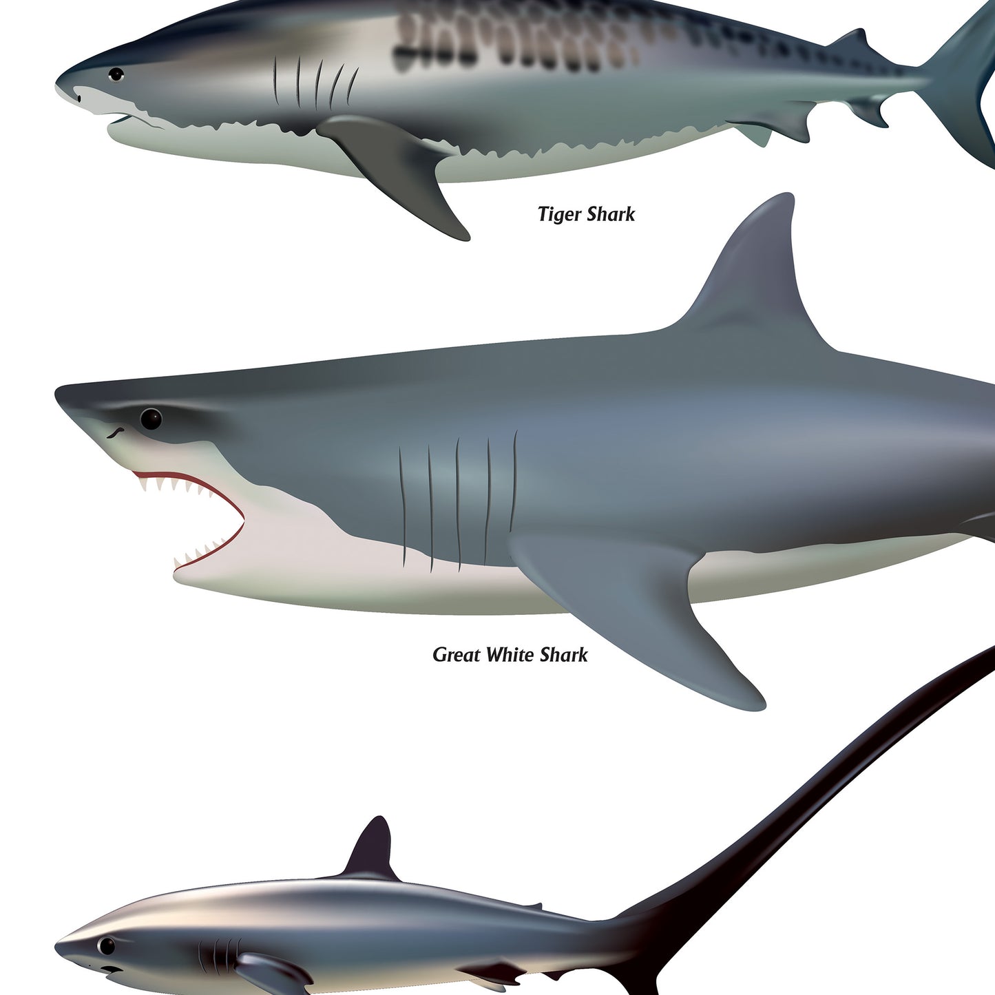 Shark Sea Fish Swimming Poster Wall Print